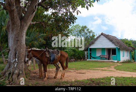 Tipica scena di due sellati fino cavalli legati ad un albero in attesa al di fuori di una casa di paglia in zone rurali e lussureggianti Vinales Valley, Vinales, Cuba Foto Stock