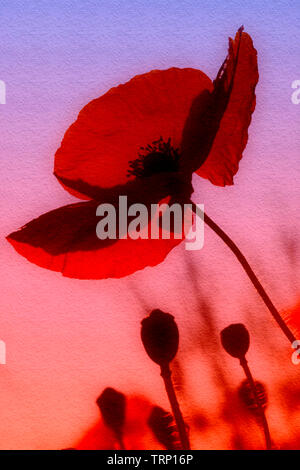 Papavero comune al tramonto (Papaver rhoeas) Foto Stock