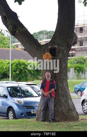 Pollo di boschi di zolfo (Polypore Laetiporus sulfurei parassita) funghi che crescono sul tronco di un inglese di quercia (Quercus robur). Exeter, Regno Unito Foto Stock