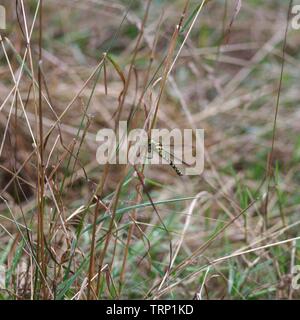Southern Hawker Dragonfly (Aeshna cyanea). Ludwell Valley Park, Exeter, Devon, Regno Unito. Foto Stock