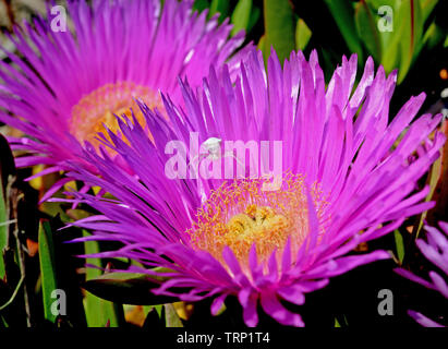 Ritratto di carpobrotus fiori con un bianco ragno granchio a caccia di insetti Foto Stock