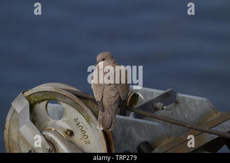 Collard Colomba. Streptopelia decaocto. Singolo adulto. Frisia orientale, Bassa Sassonia. Germania Foto Stock