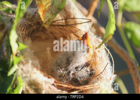 Un nuovo nato bianco-Honeyeater piumati in un nido, Australia occidentale Foto Stock