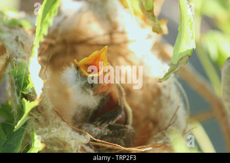 Un nuovo nato bianco-Honeyeater piumati in un nido, Australia occidentale Foto Stock