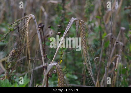 Grano (Triticum) in un campo all'inizio dell'autunno. Devon, Regno Unito. Foto Stock