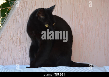 Elegante gatto nero la sera guardare Foto Stock