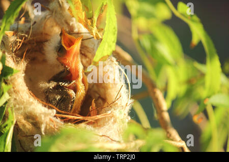 Un nuovo nato bianco-Honeyeater piumati in un nido, Australia occidentale Foto Stock