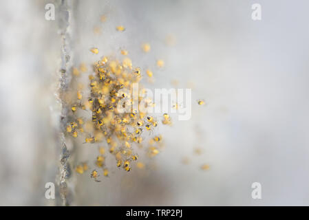 Centinaia di minuscoli baby ragni in una sfera su una spider web su un passo concreto in giardino. Foto Stock