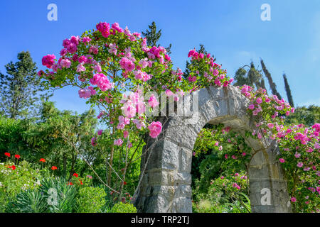 Rose arbor, giardino di rose, VanDusen Botanical Garden, Vancouver, British Columbia, Canada Foto Stock