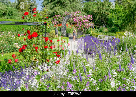 Rose arbor, giardino di rose, VanDusen Botanical Garden, Vancouver, British Columbia, Canada Foto Stock