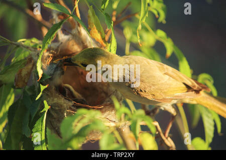 Bianco-Honeyeater piumati cercando dopo il suo pulcino nel nido, Australia occidentale Foto Stock