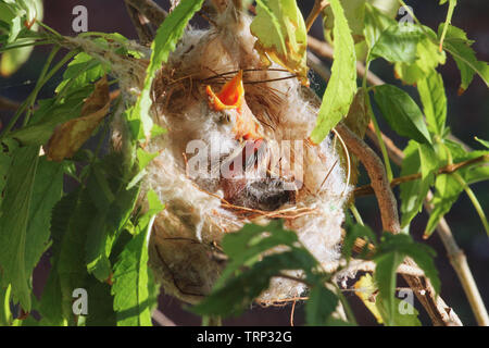 Un nuovo nato bianco-Honeyeater piumati in un nido, Australia occidentale Foto Stock