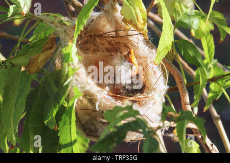 Un nuovo nato bianco-Honeyeater piumati in un nido, Australia occidentale Foto Stock