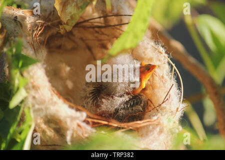 Un nuovo nato bianco-Honeyeater piumati in un nido, Australia occidentale Foto Stock