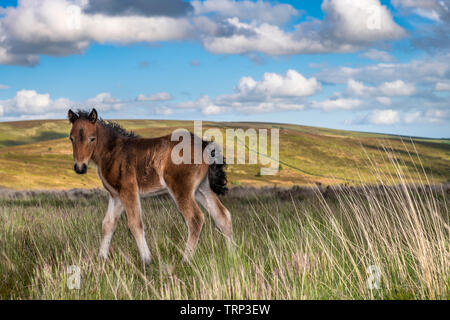 Un neonato selvatici Dartmoor puledro mira alla protezione della madre sulla brughiera spazzate dal vento vicino Postbridge. Foto Stock