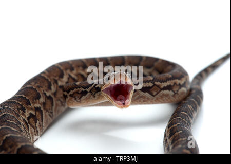 Struttura cubano boa isolati su sfondo bianco Foto Stock