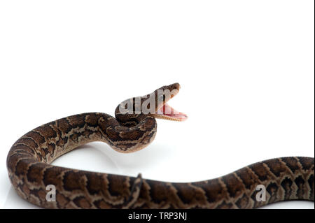 Struttura cubano boa isolati su sfondo bianco Foto Stock