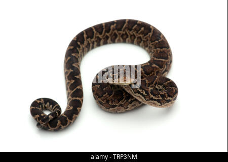 Struttura cubano boa isolati su sfondo bianco Foto Stock