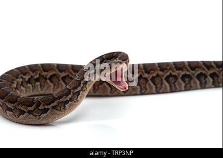 Struttura cubano boa isolati su sfondo bianco Foto Stock