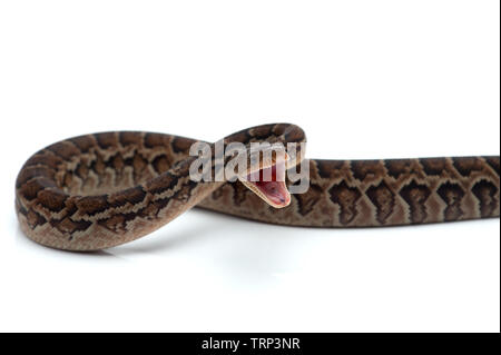 Struttura cubano boa isolati su sfondo bianco Foto Stock