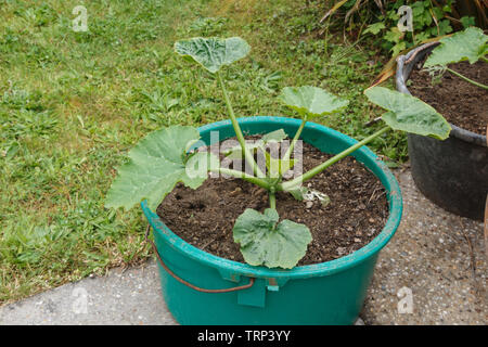 Zucchine di crescita della pianta in un vaso in plastica in un giardino Foto Stock
