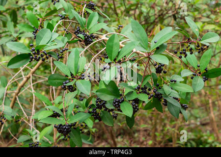 Marlberry (Ardisia escallonioides) - Isola di Pine Ridge Area Naturale, Davie, Florida, Stati Uniti d'America Foto Stock