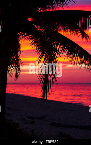 Tramonto alle Hawaii con Palm tree silhouette Foto Stock