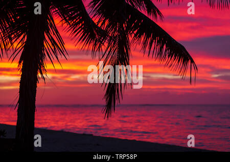 Tramonto alle Hawaii con Palm tree silhouette Foto Stock