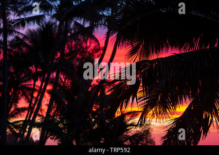 Tramonto alle Hawaii con Palm tree silhouette Foto Stock