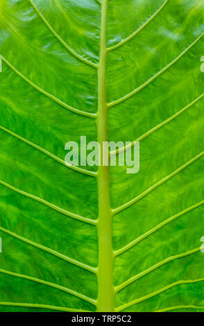 Foglia di monstera close up Foto Stock