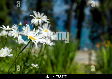 Flower Garden, San Francisco, CA - Luglio 20, 2013: un'immagine di fiori in un giardino situato a San accanto al lago Tahoe, California. Foto Stock