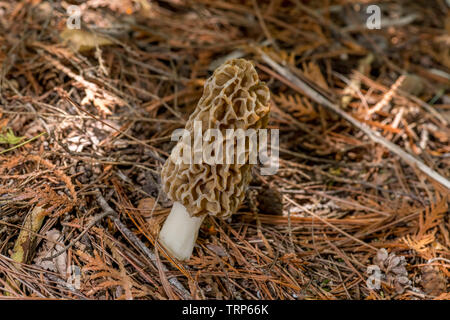 Un vero e proprio fungo Morel (genere Morchella) un funghi commestibili trovato crescente sul suolo della foresta. Foto Stock