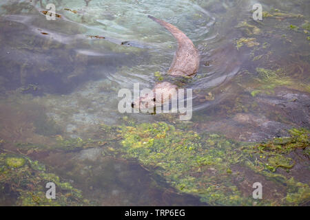 Otter nuoto attraverso le alghe Foto Stock