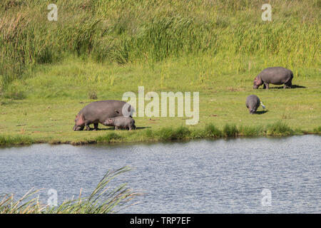 Ippopotami al di fuori dell'acqua, il cratere di Ngorongoro, Tanzania Foto Stock