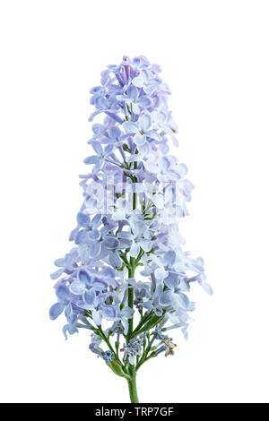 Fioritura blu fiori lilla ramo isolato su sfondo bianco Foto Stock