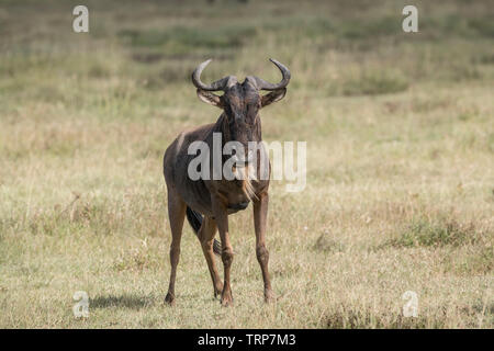 Gnu in piedi, il cratere di Ngorongoro Foto Stock