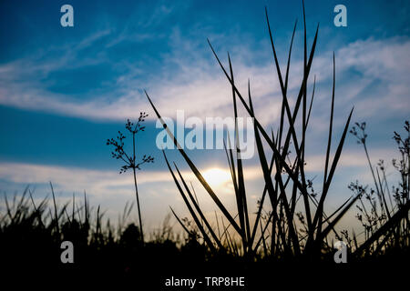 Piccola erba sembra bello nel pomeriggio al tramonto Foto Stock