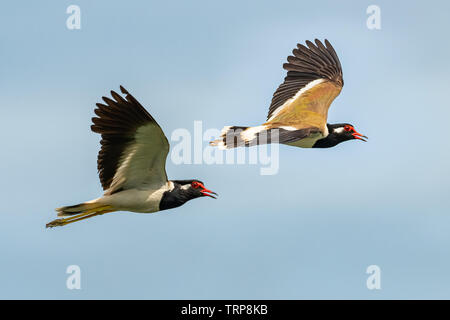 Una coppia di Red-Wattled Pavoncella in volo con cielo blu sullo sfondo Foto Stock