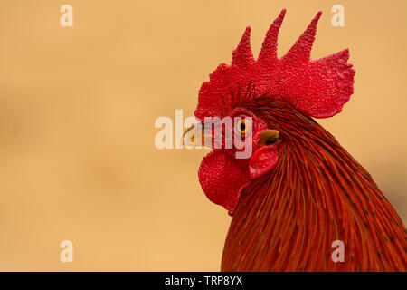 In prossimità della testa del red jungle fowl rooster, Gallus gallus, mostrando il suo pettine e altre caratteristiche del viso. Foto Stock
