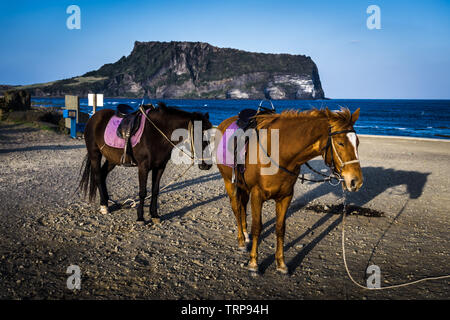 Jeju, Corea del Sud - Aprile 8, 2018: Sunrise picco (Seongsan Ilchulbon) visualizzazione da Gwangchigi spiaggia con due cavalli in vista frontale. Foto Stock