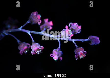 La fluorescenza di ribes rosso fiori, Ribes rubrum, fotografato a luce ultravioletta (365 nm) Foto Stock