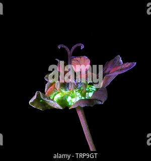 Fiori di Norvegia acero Acer platanoides, fotografato a luce ultravioletta (365 nm) Foto Stock
