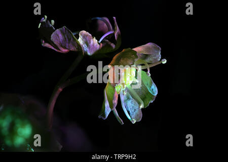 Fiori di Norvegia acero Acer platanoides, fotografato a luce ultravioletta (365 nm) Foto Stock