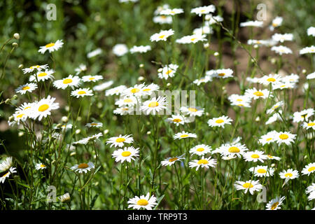 Bella camomiles in un giardino estivo in una giornata di sole Foto Stock