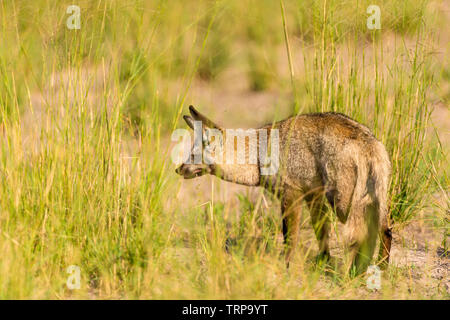 Un Bat-eared Fox Otocyon megalotis visto nello Zimbabwe il Parco Nazionale di Hwange. Foto Stock