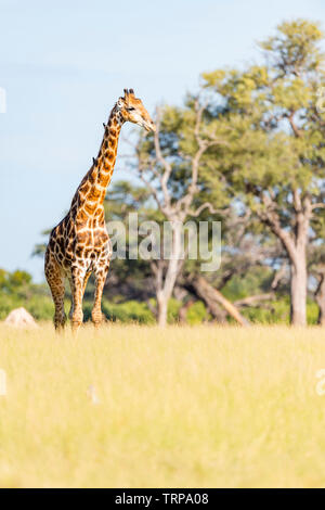 Un grande maschio giraffa camelopardalis Giraffa visto nello Zimbabwe il Parco Nazionale di Hwange. Foto Stock