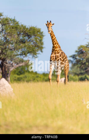 Un grande maschio giraffa camelopardalis Giraffa visto nello Zimbabwe il Parco Nazionale di Hwange. Foto Stock