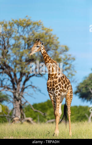 Un grande maschio giraffa camelopardalis Giraffa visto nello Zimbabwe il Parco Nazionale di Hwange. Foto Stock