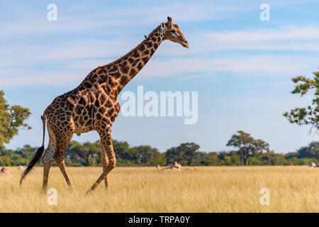 Un grande maschio giraffa camelopardalis Giraffa visto nello Zimbabwe il Parco Nazionale di Hwange. Foto Stock