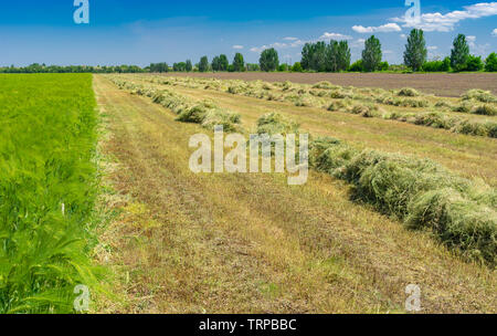 Paesaggio di primavera con righe di giovani falciata frumento utilizzando come foraggio in Ucraina centrale Foto Stock